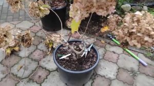 Обрезка метельчатой гортензии Полярный медведь ✂️✂️??
