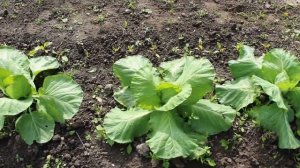 Смешанные посадки овощей - примеры и схемы