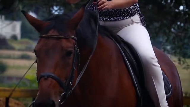 Уроки верховой езды для начинающих в КСК "Триумф" смотреть онлайн