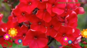 Флокс метельчатый Звездный огонь. Краткий обзор, описание характеристик, где купить саженцы