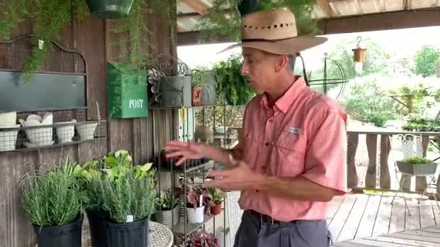 HOW TO GROW LAVENDER IN THE SOUTH! смотреть онлайн