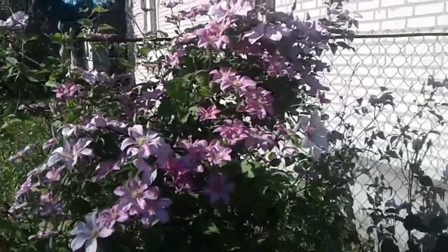 Клематис Виль Де Лион Clematis Ville de Lyon смотреть онлайн