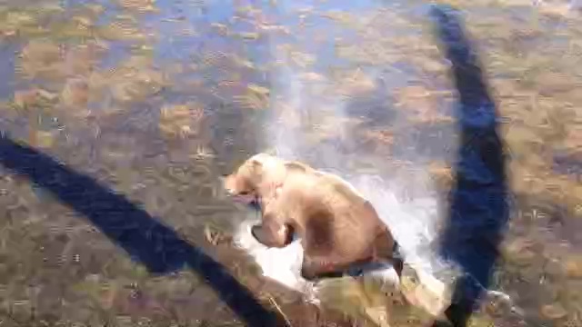 VID-20160503-WA0000 смотреть онлайн