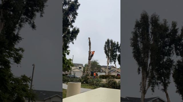 🪓 #removals #chainsaw #palma #plants #palmeras #stihl #palms смотреть онлайн