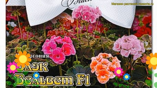 Пеларгония обыкновенная. Краткий обзор описание pelargonium Блэк Вельвет F1 смесь окрасок