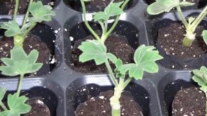 Ампельная пеларгония. Размножение и пересадка плющелистной герани. Какой нужен горшок?