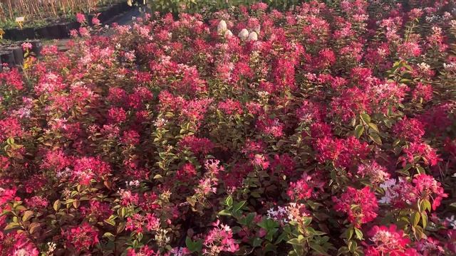 Даймонд руж! Метельчатая гортензия! смотреть онлайн