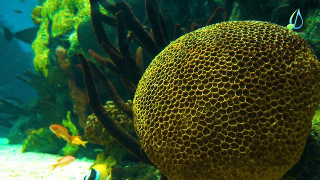3HRS | Aquarium for Relaxation + Piano Music, Deep Sleep Music by Sleep Music смотреть онлайн