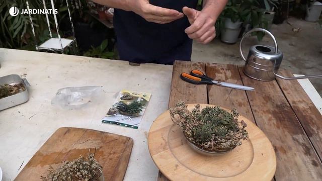 ROSA de JERICÓ - Cultivo de la falsa Rosa de Jericó (Selaginella Iepidophylla) // Jardinatis смотреть онлайн