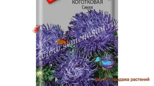 Астра коготковая Синяя (sinyaya) ? коготковая астра Синяя обзор: как сажать, семена астры Синяя смотреть онлайн