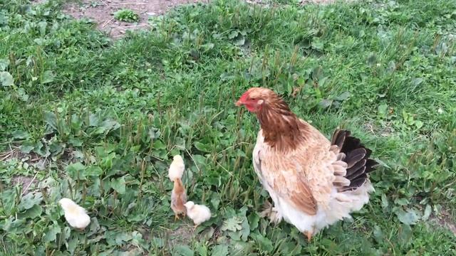 КВОЧКА С ЦЫПЛЯТАМИ смотреть онлайн