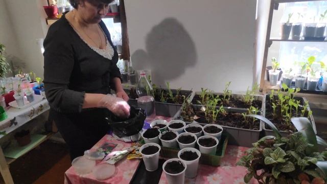 Сеем кобею и тунбергию для вертикального озеленения. смотреть онлайн