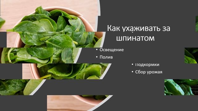Как вырастить шпинат на подоконнике смотреть онлайн