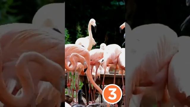 5 интересных фактов о ФЛАМИНГО #Shorts смотреть онлайн