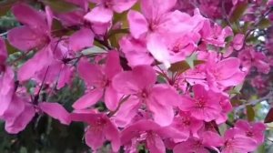 Стих о Весне. Автор А. Дементьев