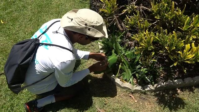BABY IGUANA Catch and COOK! **How to BLOW DART** смотреть онлайн