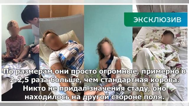 Стадо коров забодало детей в Башкирии