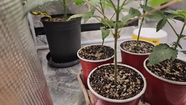 A Complete Guide to Growing in Solo Cups, Complete Seed to Harvest смотреть онлайн