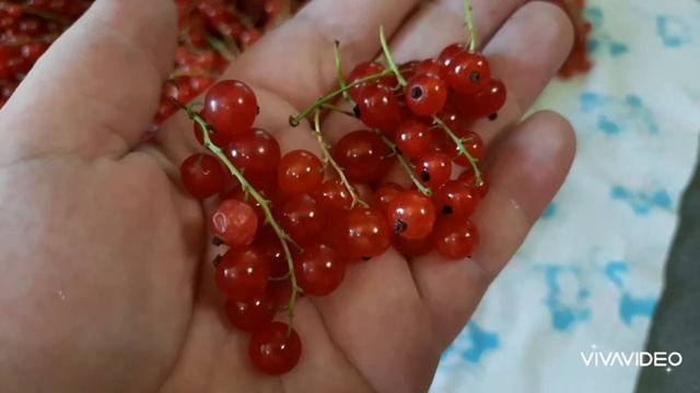 ?Варенье из жёлтой малины и "лёд-витаминка"! смотреть онлайн