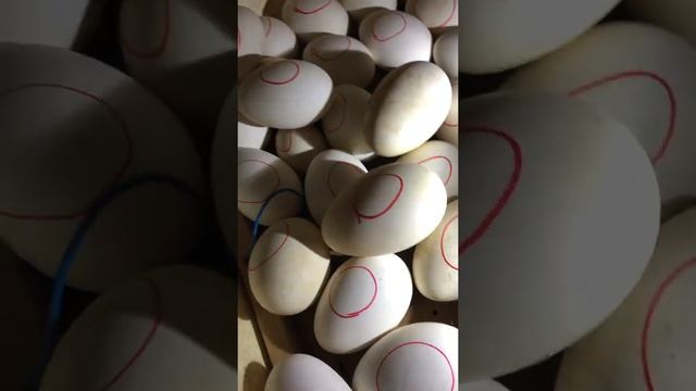 Инкубация гусиных яиц .Когда собирать яички для выведения потомства