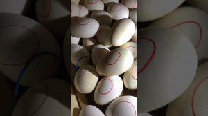 Инкубация гусиных яиц .Когда собирать яички для выведения потомства