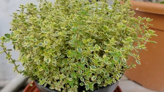 Как Выращивать Тимьян дома смотреть онлайн