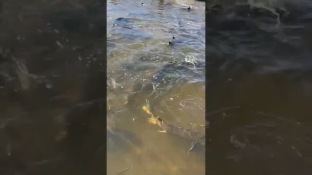 Белуги на икру #белуга #осетроваяферма #осетр #узв #рыба #хищник смотреть онлайн