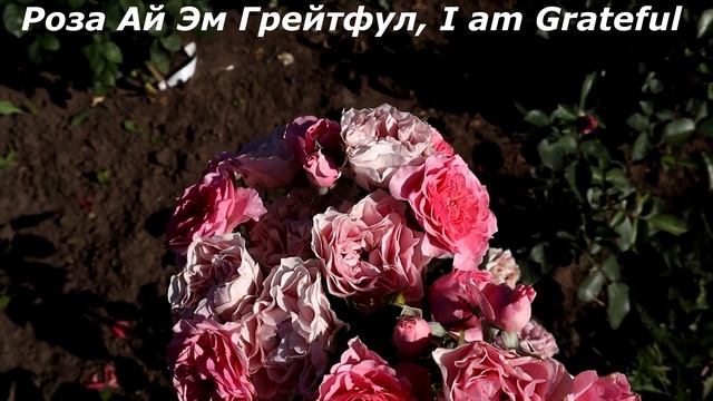 Новые сорта РОЗ флорибунда, довольно пышное и долгое цветение, изысканная красота! смотреть онлайн