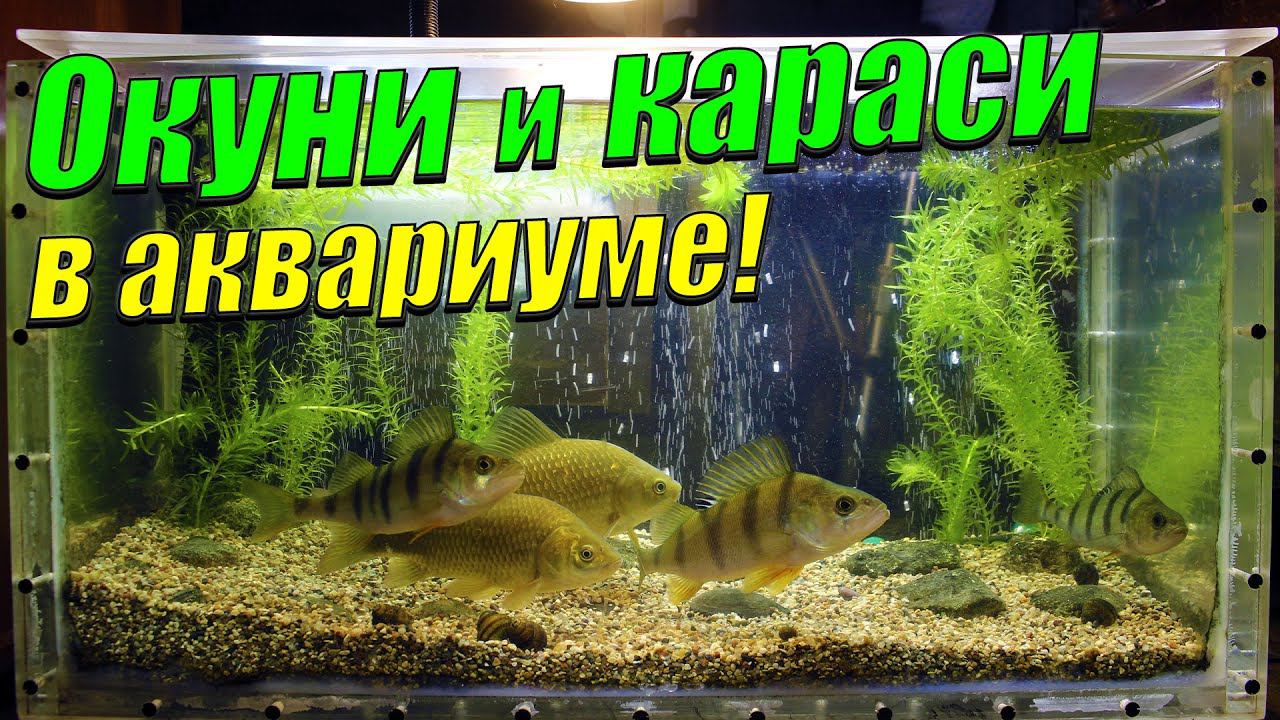 Показал окуней и карасей в аквариуме. Покормил речных рыб мотылём. смотреть онлайн
