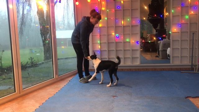 TRAINING BORDER COLLIE PUPPY SPAM 16 WEEKS – When is luring good? Agility Puppy Training. смотреть онлайн
