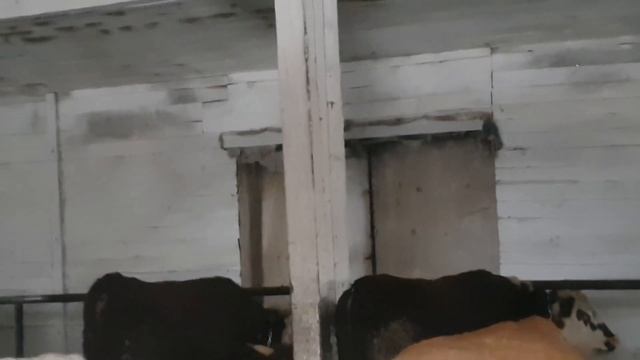 Ветеринарные мероприятия, забор крови у быков смотреть онлайн