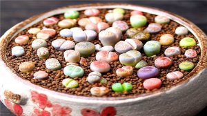 Литопс, живой камень — выращивание из семян и уход в домашних условиях