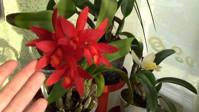 Cattlianthe (Lc.) Rojo - The Fire Red Cattleya Orchid