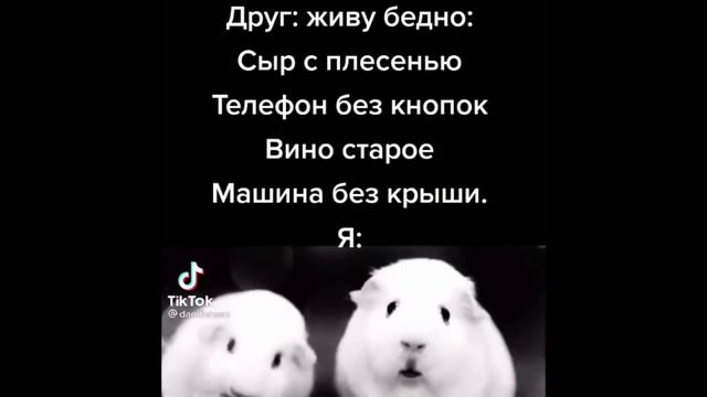 тикток жуёт любимую жвачку 2 (морские свинки) смотреть онлайн