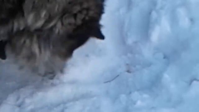 Голод не тётка 😢😂 смотреть онлайн