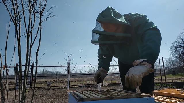 Расширение пчел рамками суши, полный весенний осмотр рамок пчел 31.03.2019 смотреть онлайн