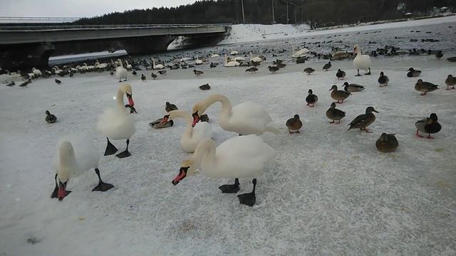 Минск Дрозды. Минск пришла зима. Утки и лебеди на водохранилище Дрозды зимой. Winter Minsk area. смотреть онлайн