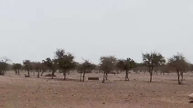 Дубай. Сафари парк смотреть онлайн