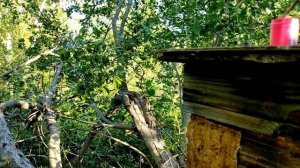 Еду проверять ловушки на пчёл. Новая приманка для пчёл. Ловим бродячие рои #55