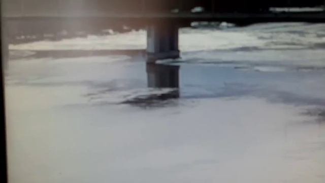 Морж переплывает Обь во время ледохода смотреть онлайн