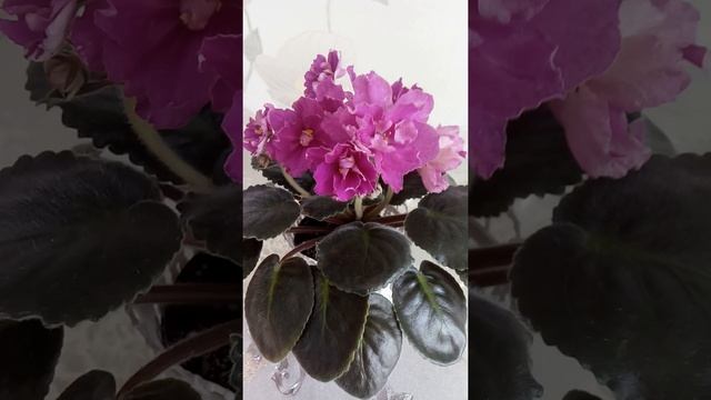 Фиалка ЕК-Королевский рубин