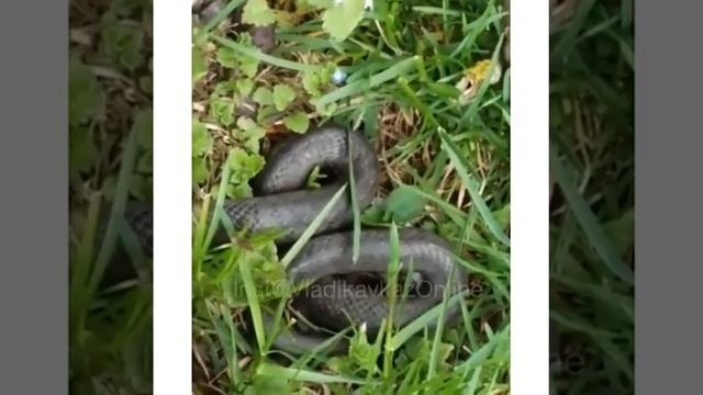 Громадная змея в Северной Осетии смотреть онлайн