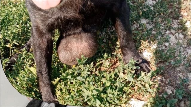 Отравление крысиным ядом Rat Poison Poisoning