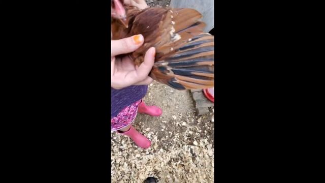 How to Trim Chicken Feathers смотреть онлайн