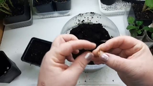 Хочу ещё цветов! Крокусы на выгонку. Пусть цветут. Лучше поздно чем никогда. смотреть онлайн