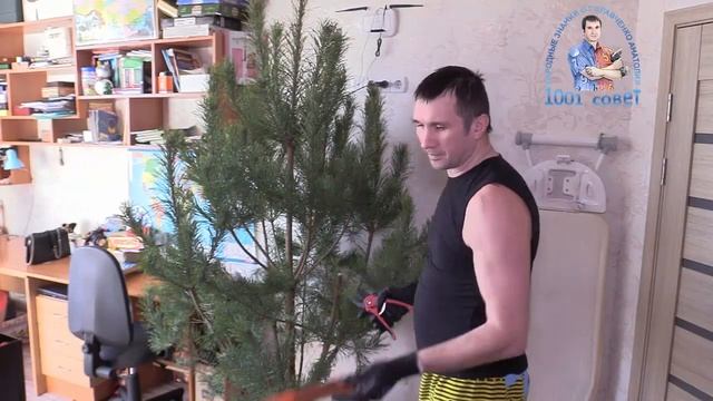 УЖЕ БОЛЬШЕ 15 ЛЕТ ТАК ДЕЛАЮ. КАК ВЫНЕСТИ ЕЛКУ ИЗ КВАРТИРЫ БЕЗ МУСОРА смотреть онлайн
