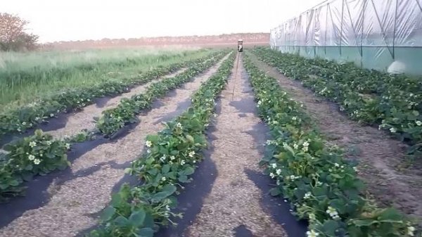 Флер (Flair)! По-моему, лучший из ранних!