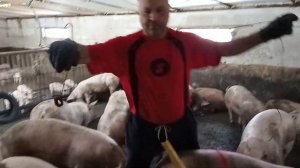 Вот ВАМ и ГОРОХ! 6 месяцев откорма, СВИНЕЙ. Свиноводство.