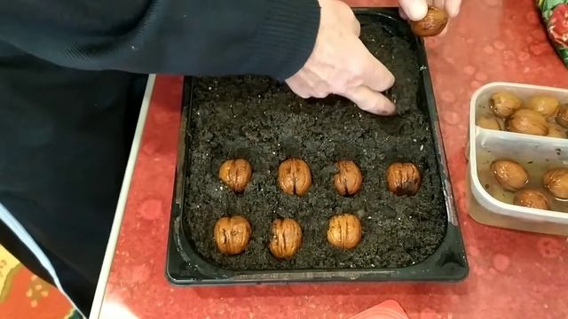 Проращивание грецкого ореха просто и быстро.В домашних условиях в почве. смотреть онлайн