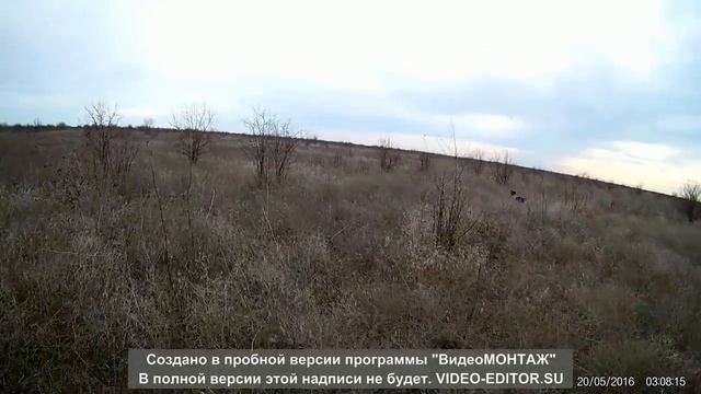 Первые работы дратхаара по фазану, 6 месяцев!!! смотреть онлайн